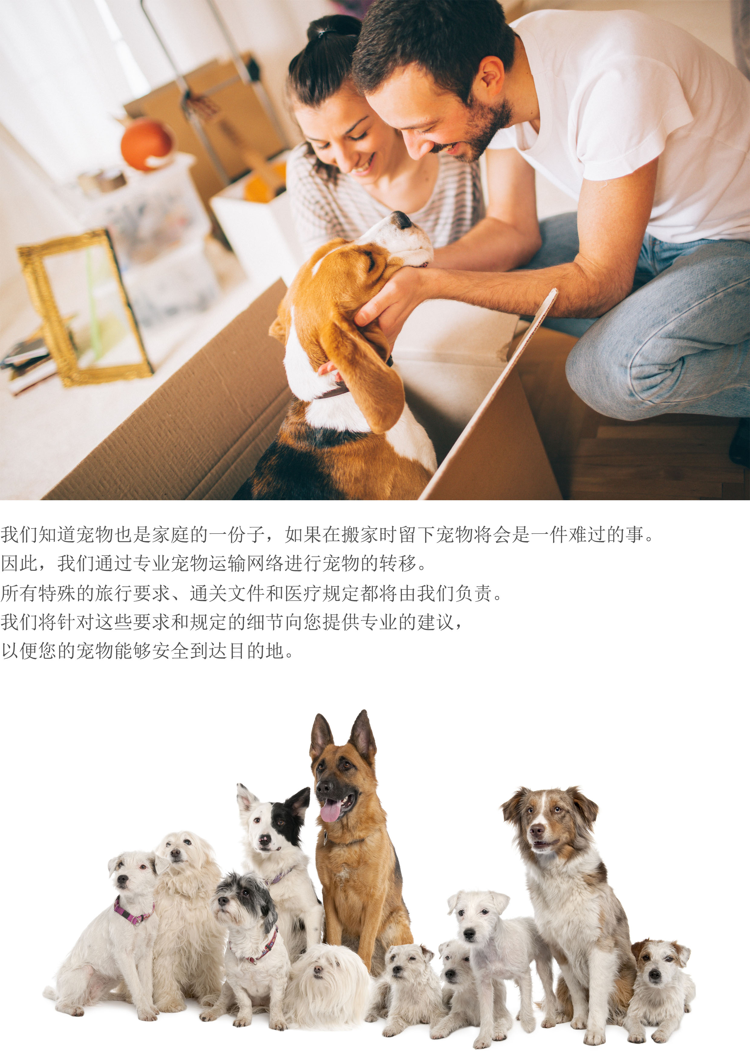 宠物运输.jpg